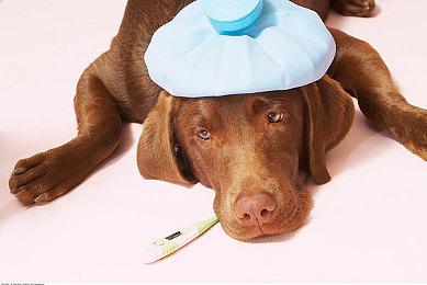 《守望先锋》IP或将拓展动画领域 暴雪称非常乐意制作！